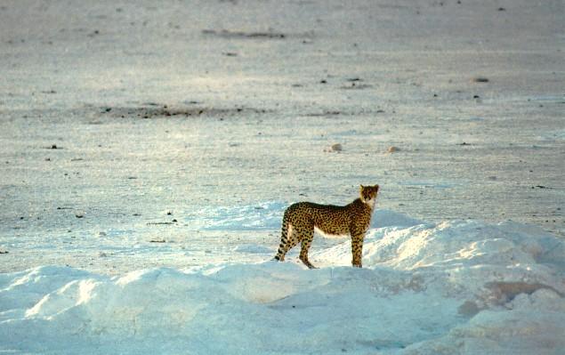 afwld033-Cheetah-On Snow.jpg