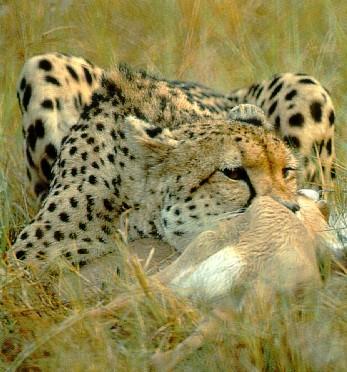 afwld035-Cheetah-Dinner.jpg