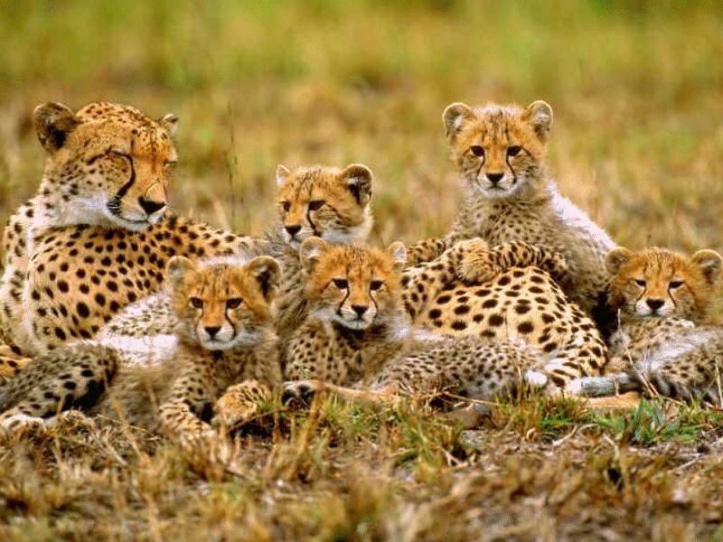 BABY17-Cheetahs-mom and juveniles-resting.jpg