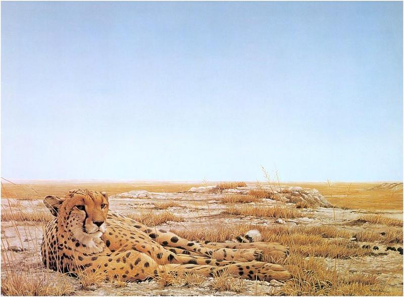 Bateman - Cheetah Siesta 1975 zw.jpg