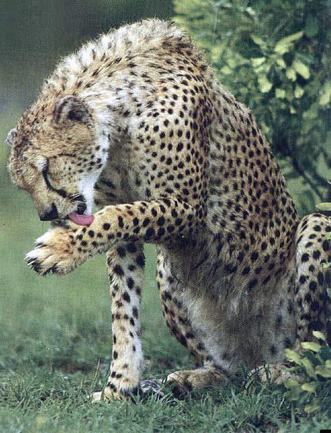 BigCat05-Cheetah-LickingFoot.jpg