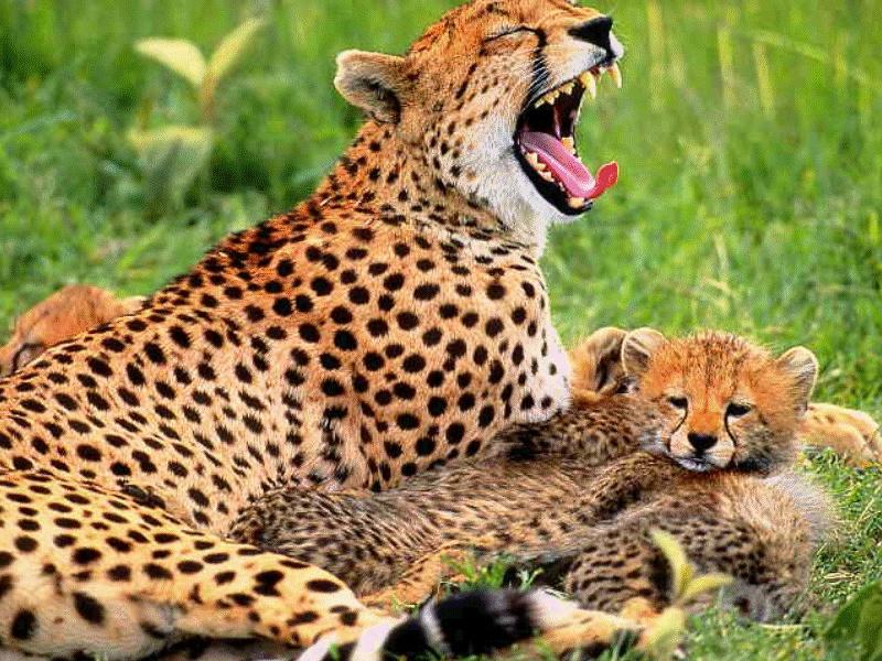 CATS08-Cheetahs-mom and babies.jpg