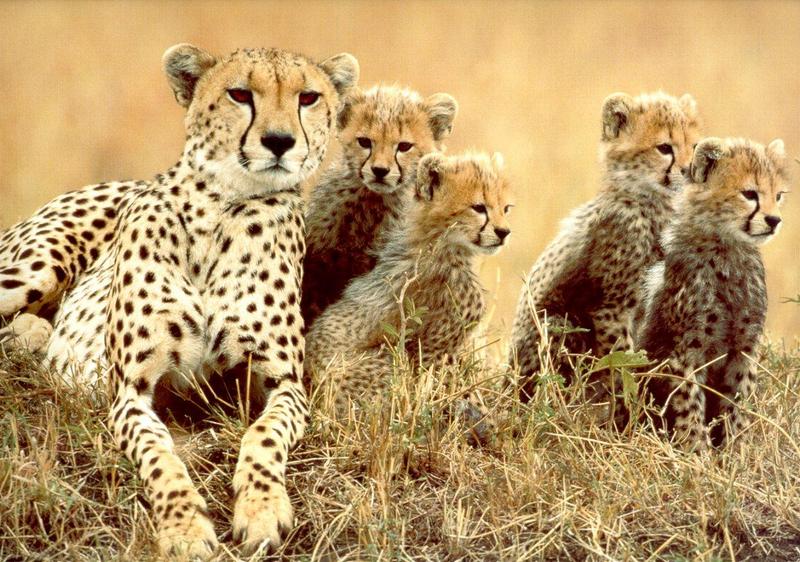 Cheetah - Acinonyx jubatus jt-mom and 4 babies.jpg