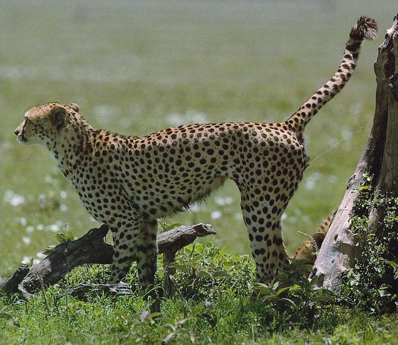 Cheetah a0-Peeing-Territorism.jpg