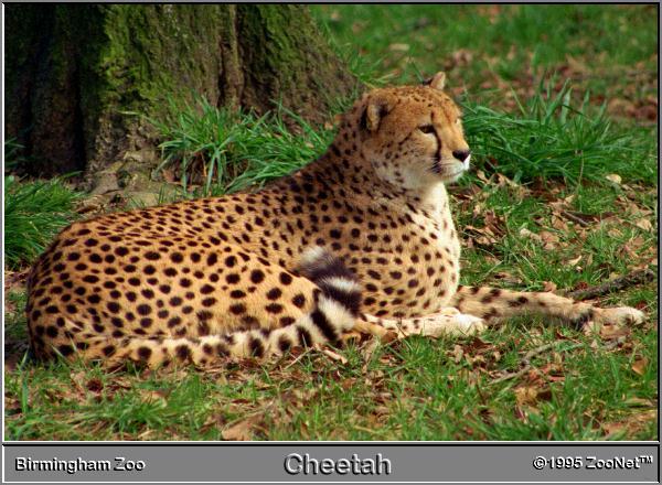 cheetah Birmingham Zoo.jpg