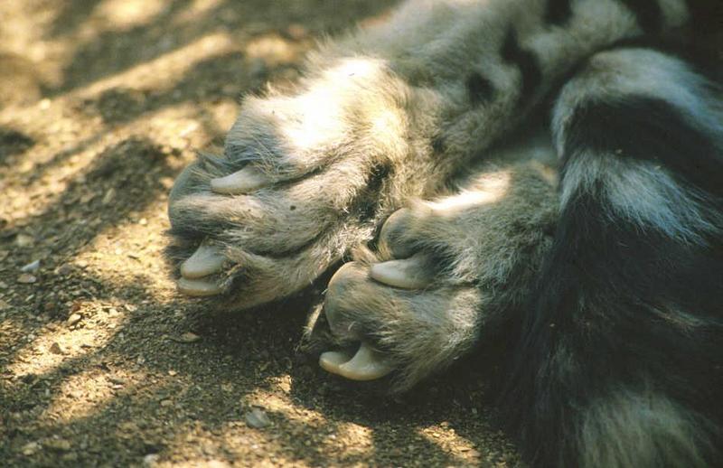 Cheetah claws-closeup of back paws.jpg
