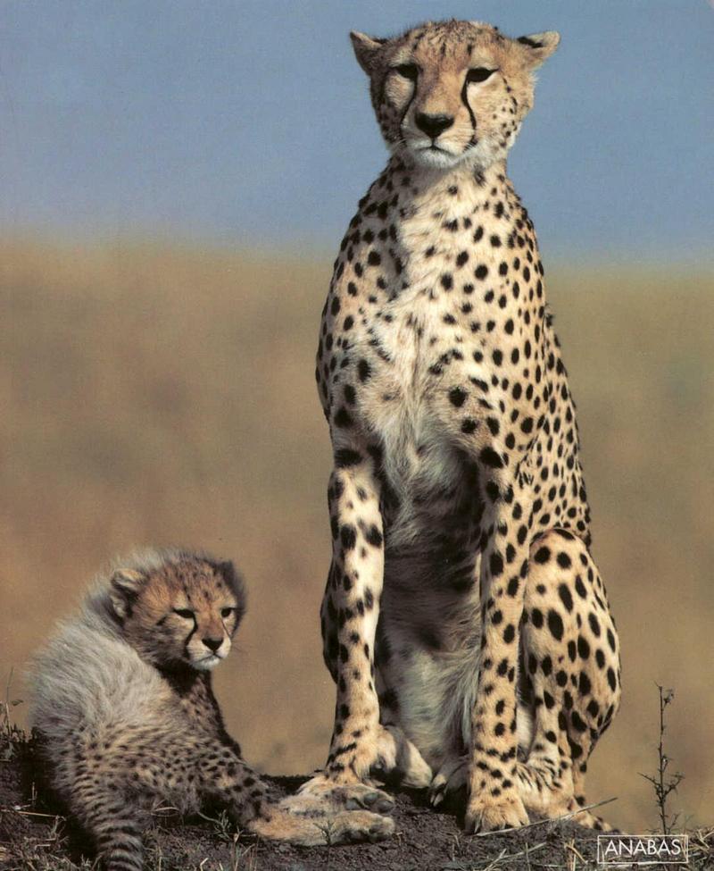 Cheetah cub-with mom-portrait.jpg