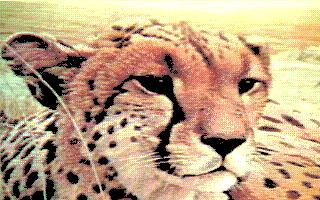 cheetah face.jpg