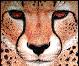 cheetah face2.jpg