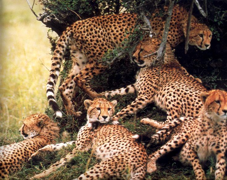 Cheetah Group.jpg