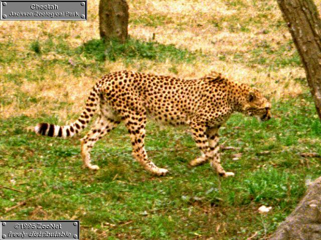 cheetah Jackson Zoo.jpg