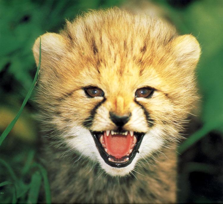Cheetah Kitten.jpg
