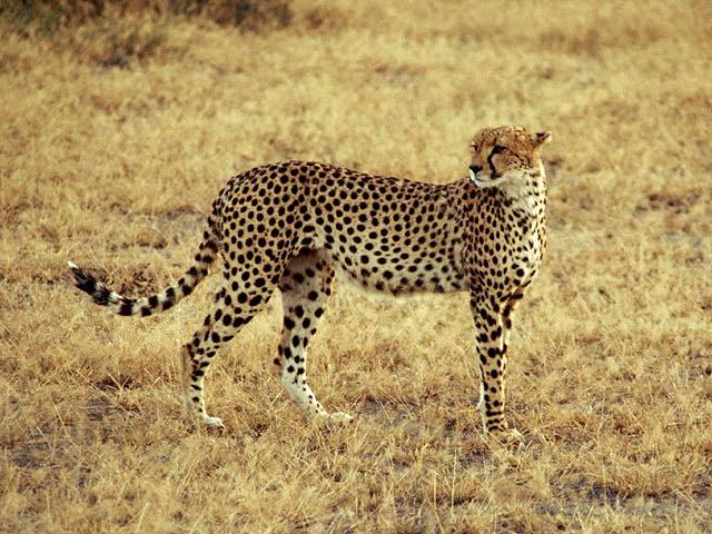 cheetah on plains.jpg