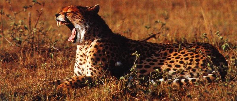 Cheetah Yawning.jpg