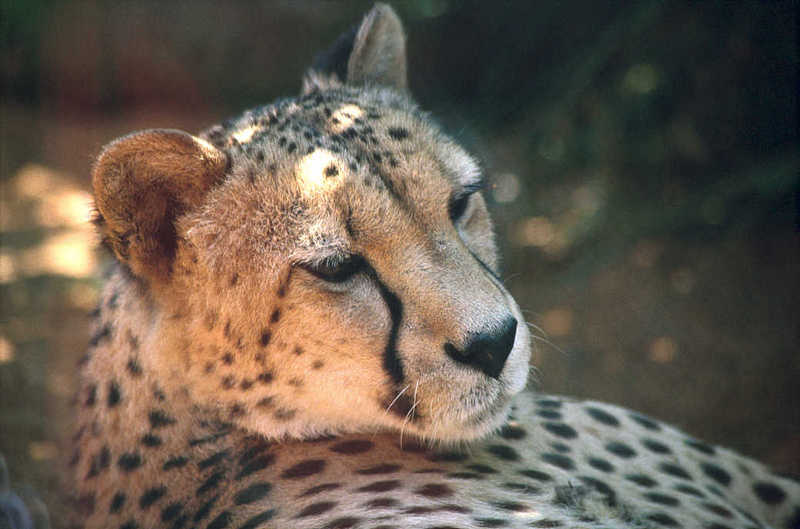 Cheetah01-Face Closeup-from Colchester Zoo UK.jpg