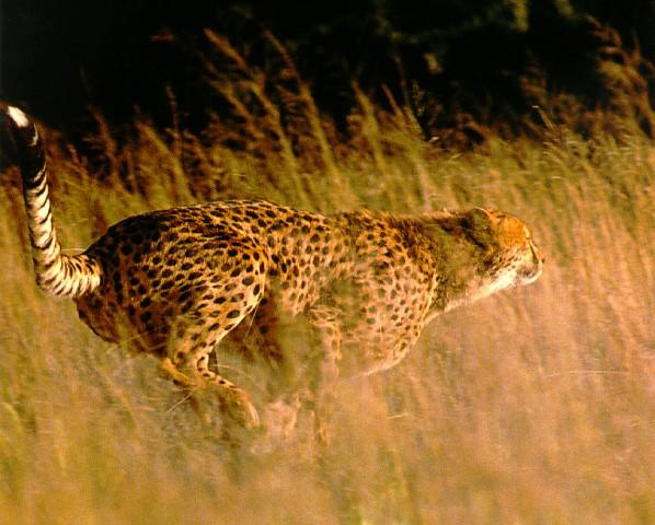 cheetah01-Fast Run.jpg