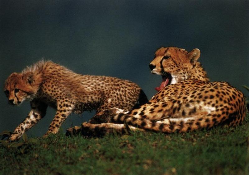 cheetah01gt-Mom and cub.jpg