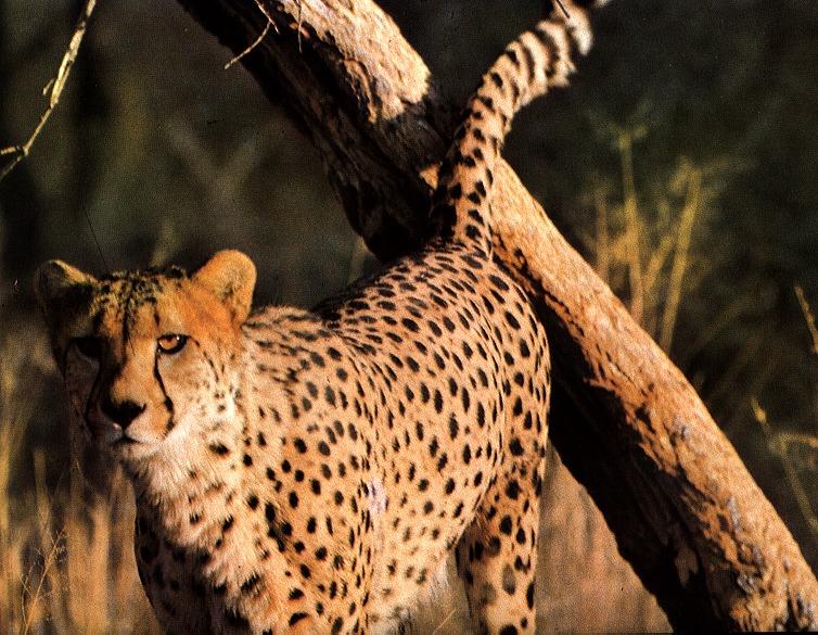 cheetah02gt-alone.jpg