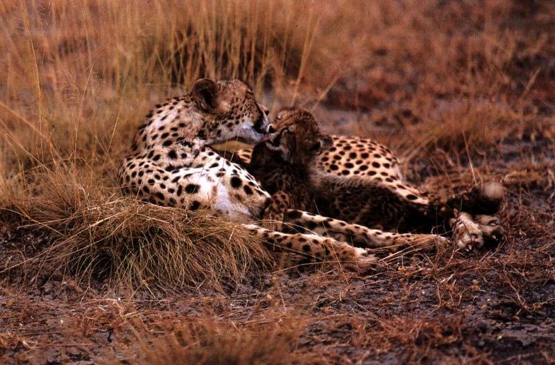 cheetah03gt-Mom nursing kitten.jpg