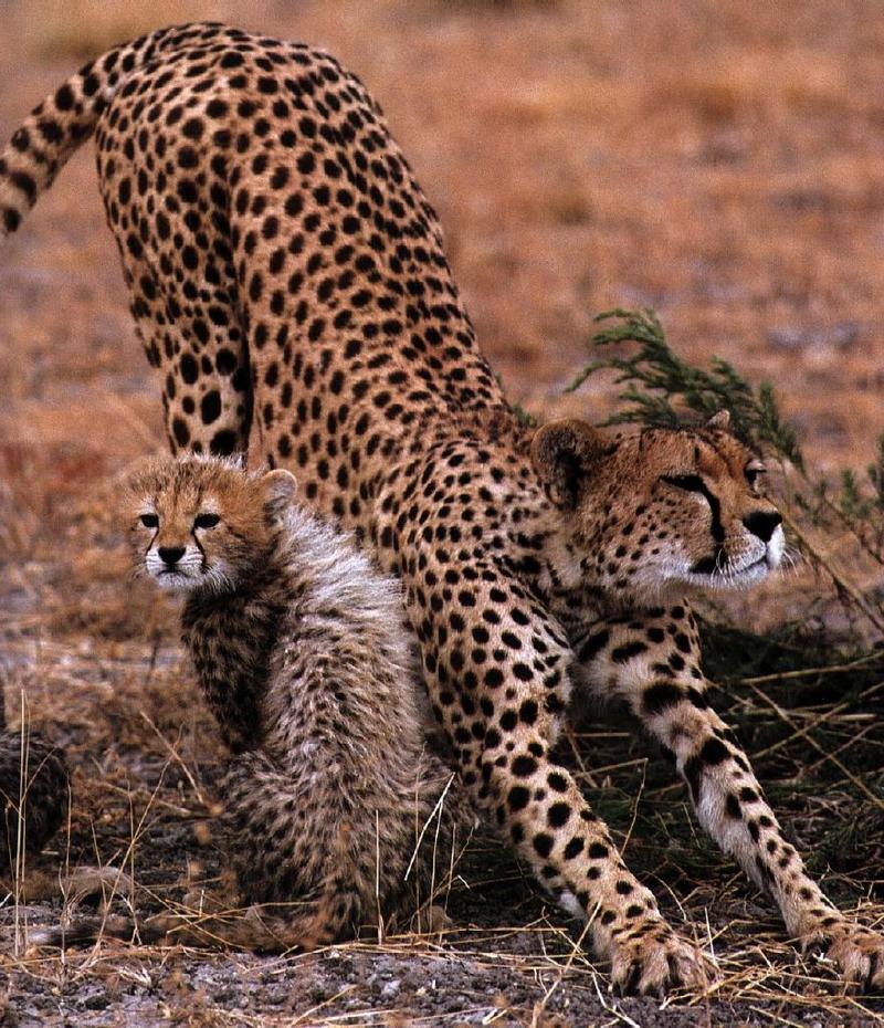 cheetah05gt.jpg