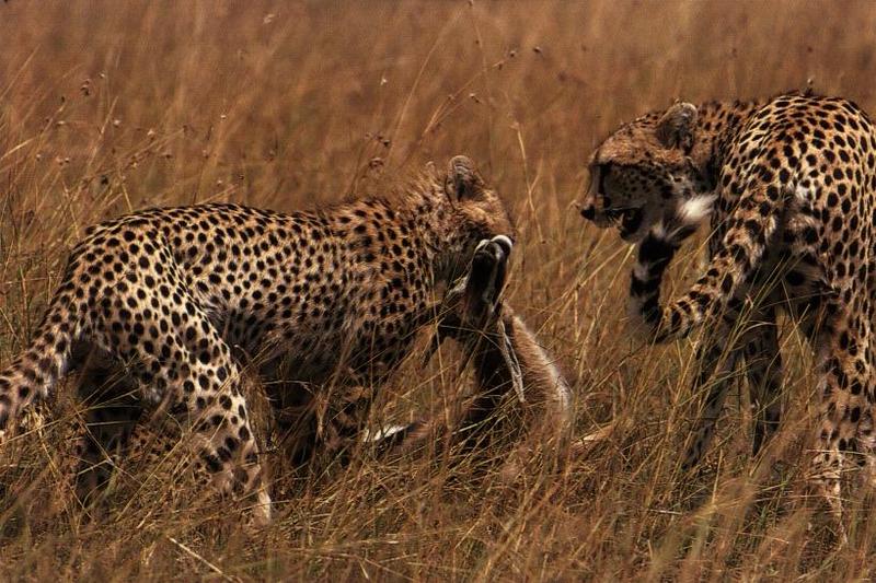 cheetah07gt-Hunted Antelope.jpg