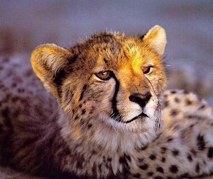 Cheetah02-Cute Golden Face.jpg