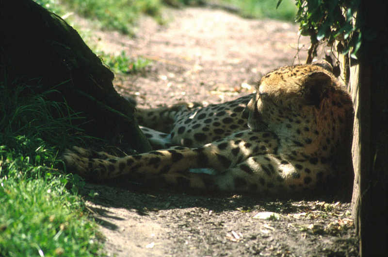 Cheetah02-resting under shadow-from Colchester Zoo UK.jpg