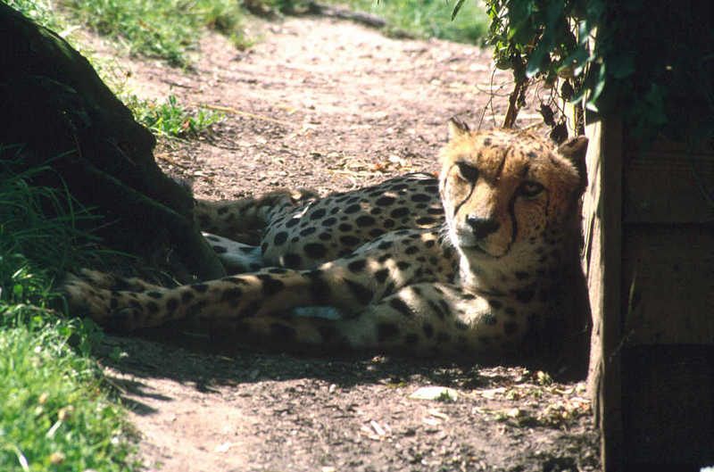 Cheetah03-resting under shadow-from Colchester Zoo UK.jpg