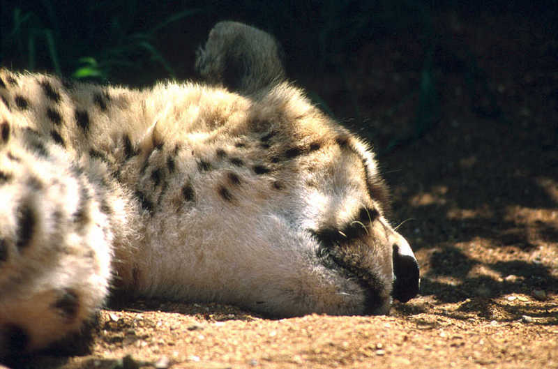 Cheetah04-resting under shadow-from Colchester Zoo UK.jpg