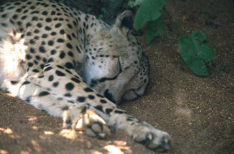 Cheetah05-resting under shadow-from Colchester Zoo UK.jpg