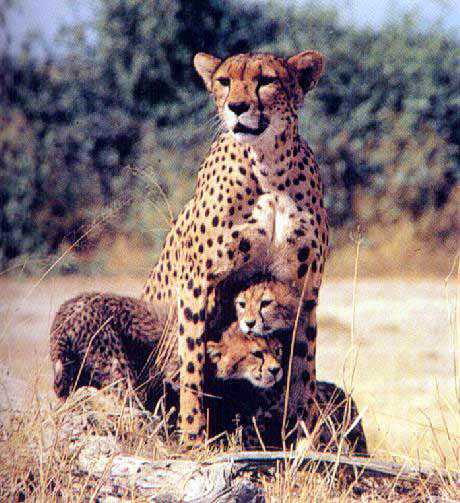 Cheetah06-Mom Protecting Babies.jpg