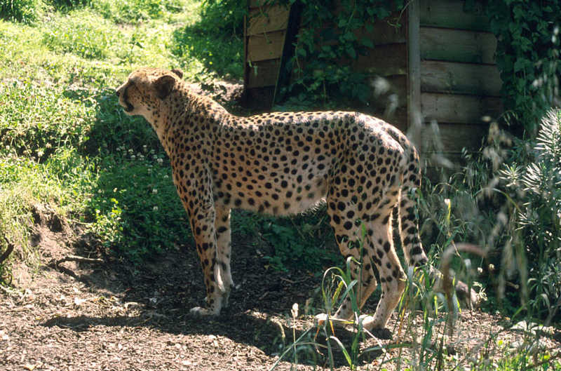 Cheetah06-standing-from Colchester Zoo UK.jpg