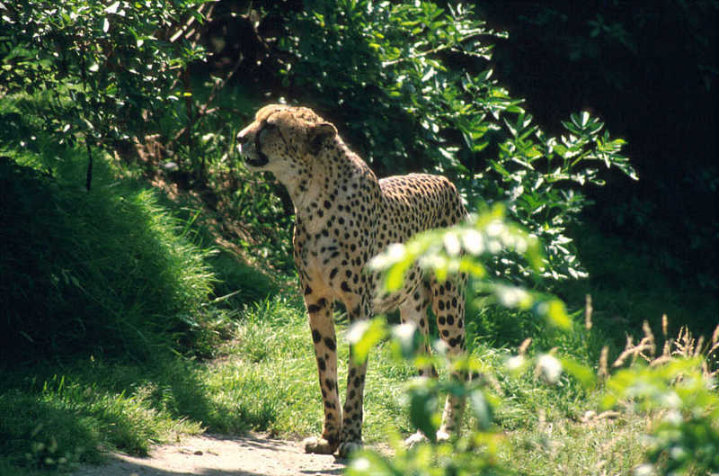 Cheetah08-standing-from Colchester Zoo UK.jpg