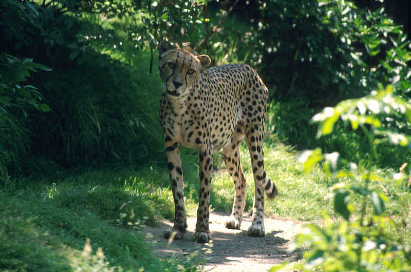 Cheetah09-standing-from Colchester Zoo UK.jpg