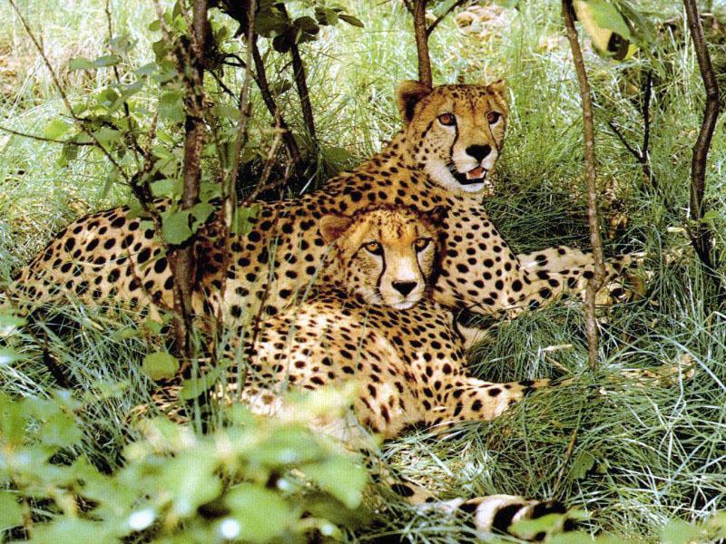 Cheetah0a-2Relaxing-In Bush.jpg