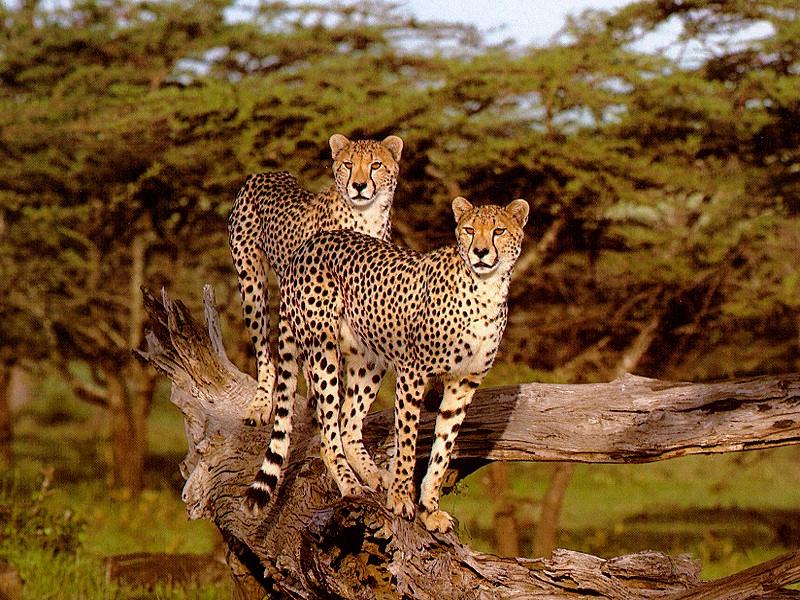 cheetah09.jpg