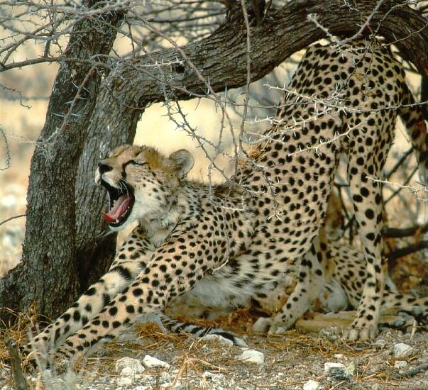 cheetah09-Rumps under tree.jpg