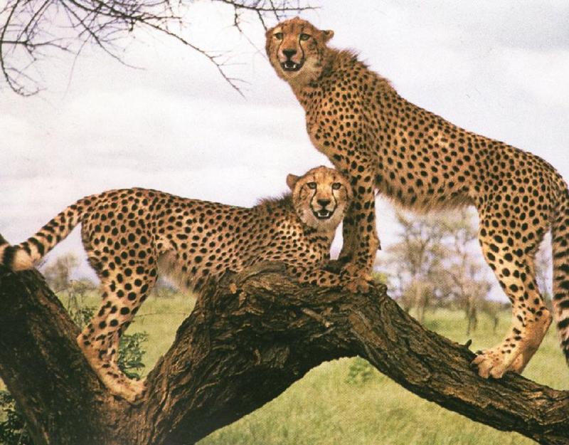 cheetah-3.jpg