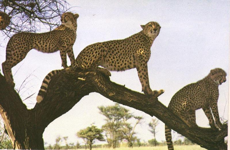 cheetah-4.jpg