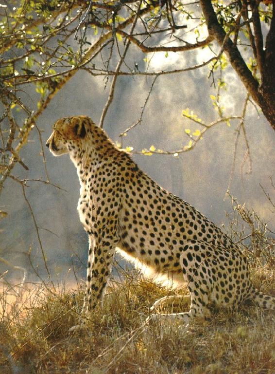 cheetah11-Sitting under tree.jpg
