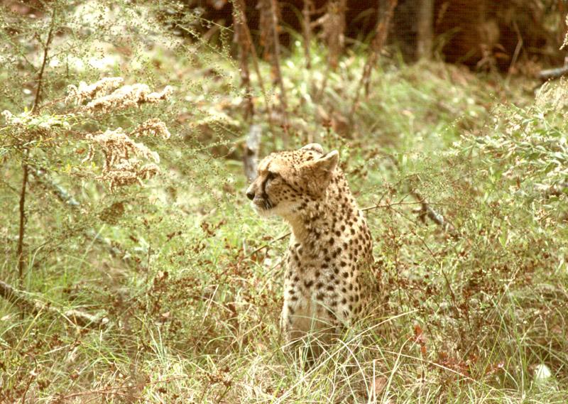 cheetah1a-stalking in bush.jpg