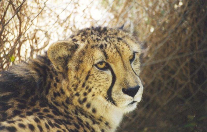 cheetah1-face closeup.jpg