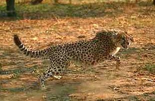 Cheetah1-romping on ground.JPG
