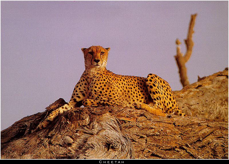 Cheetah2.jpg