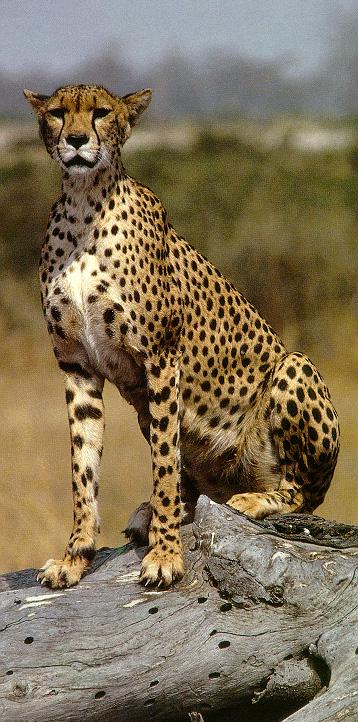 cheetah22.jpg