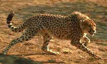 Cheetah2-romping on ground.JPG