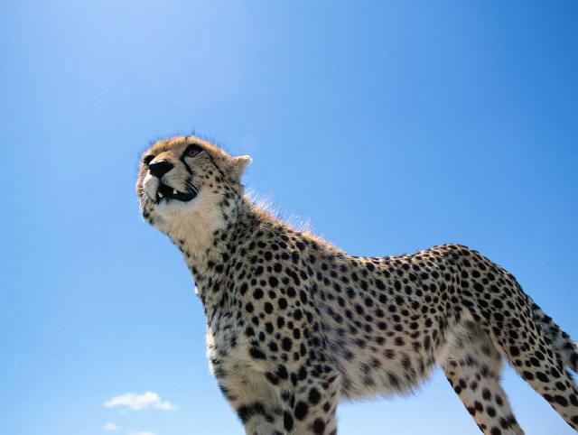 cheetah32-Blue Sky.jpg