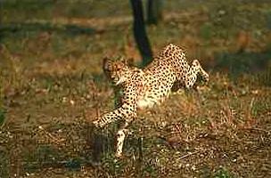 Cheetah3-fast run on grassland.JPG