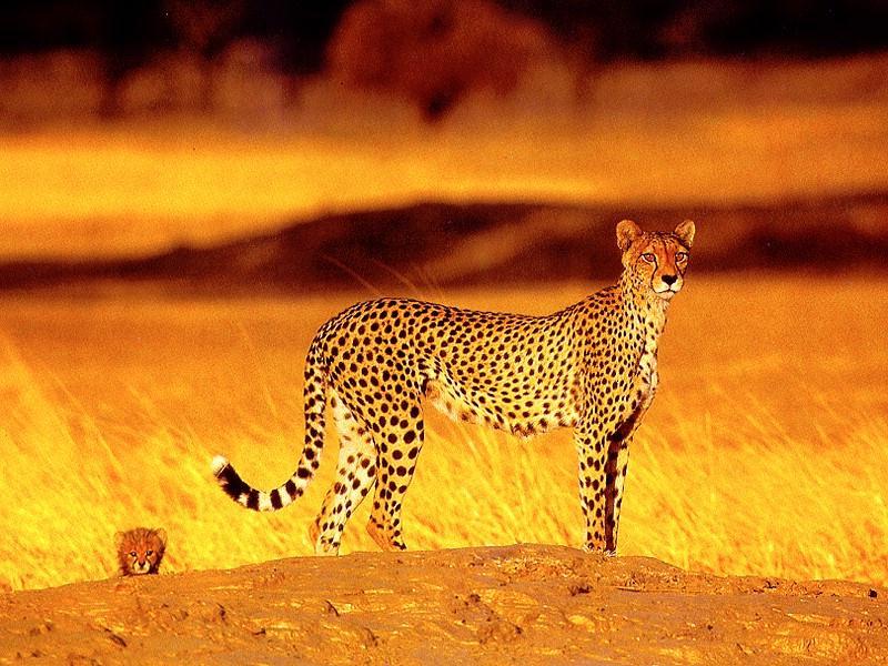 cheetah6-Mom and Cub-Golden Plain.jpg