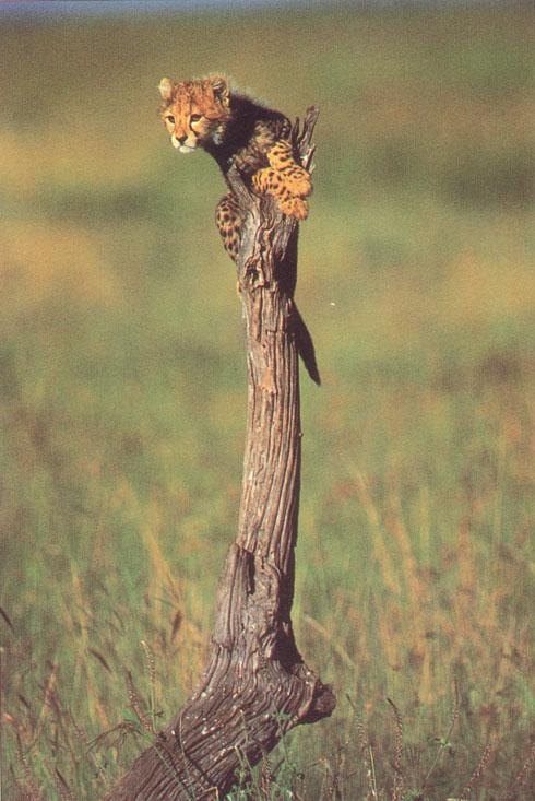 Cheetah Cub-climbing on log tip.jpg